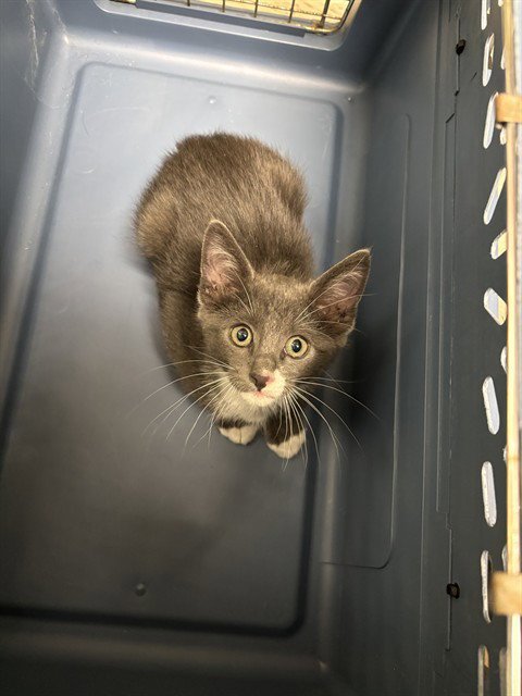 A217622 - Domestic Short Hair available for adoption