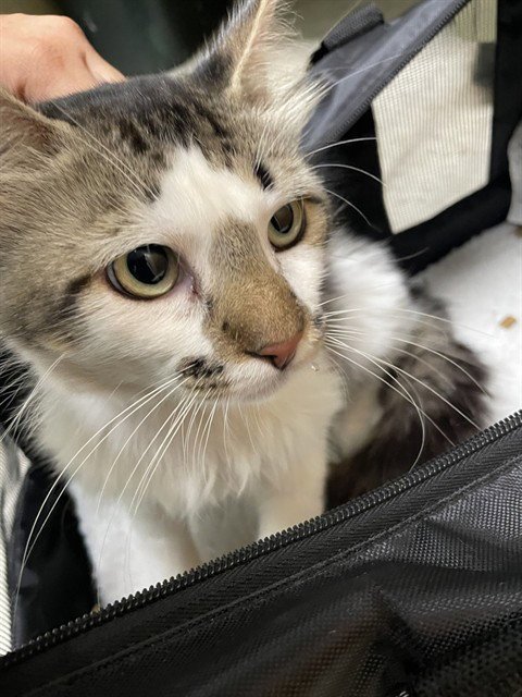ASHER - Domestic Short Hair available for adoption