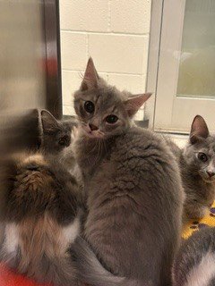 BEIGNET - Domestic Short Hair available for adoption