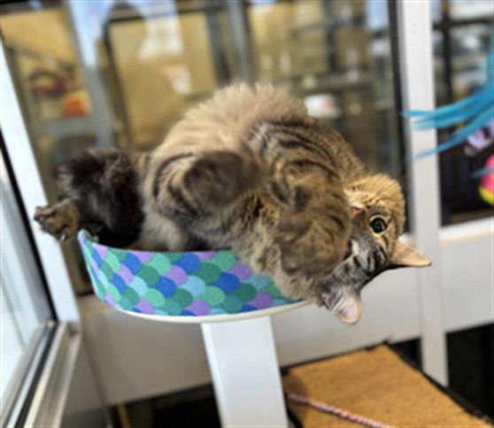 CHESHIRE - Maine Coon available for adoption