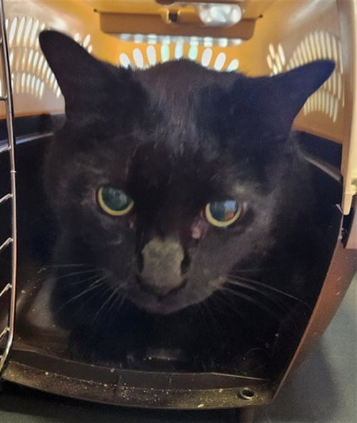 MAUSER - Domestic Short Hair for adoption in Flower Mound
