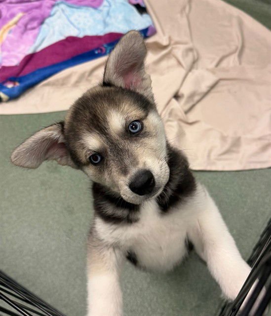 ECHO - Husky available for adoption