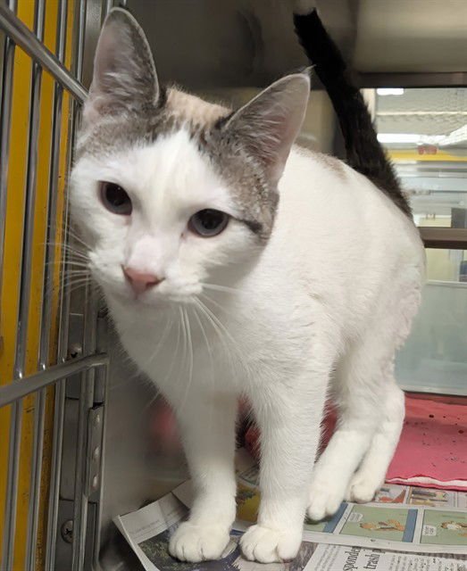 MOCHI - Domestic Short Hair available for adoption