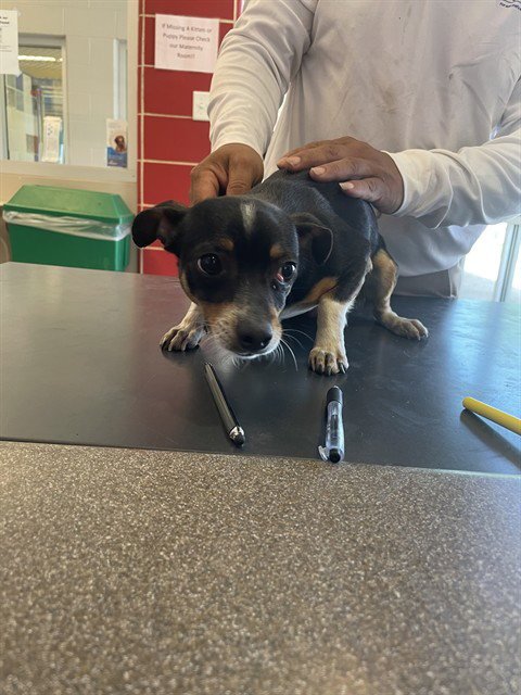 MOSSIE - Chihuahua available for adoption