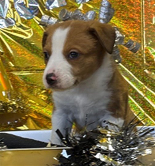 ERIN - Australian Kelpie / Great Pyrenees available for adoption