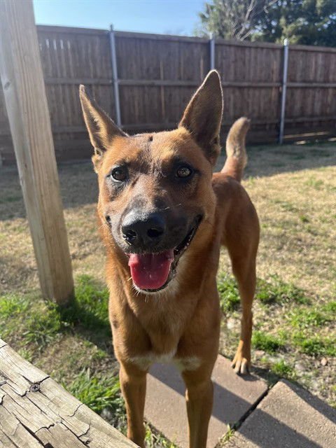 DUKE - Belgian Shepherd Malinois available for adoption