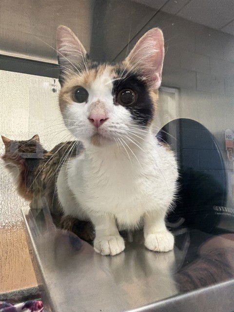 CALLIE - Domestic Short Hair available for adoption