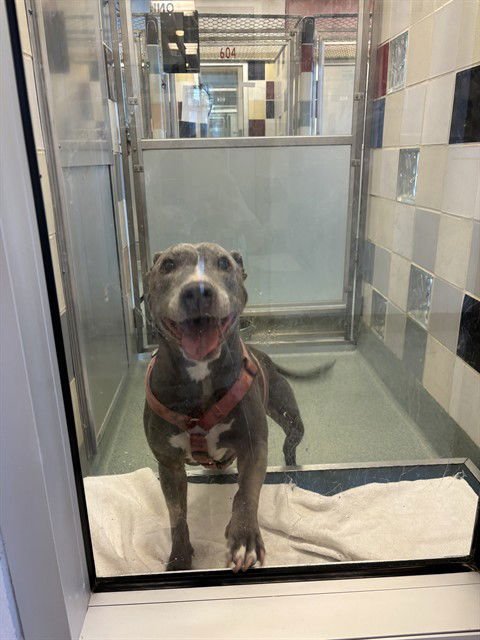 IZZY - Pit Bull Terrier available for adoption