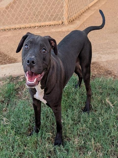 RANGER - Labrador Retriever available for adoption