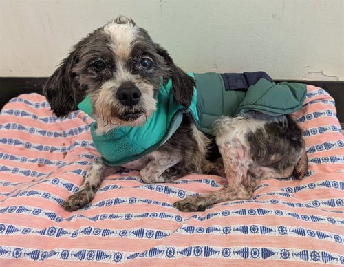 BUZZY - Shih Tzu available for adoption