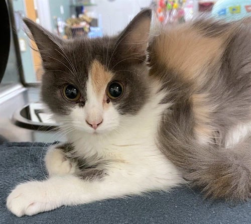 CROISSANT - Domestic Long Hair available for adoption