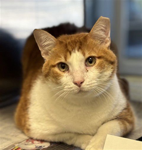 KITCK - Domestic Short Hair available for adoption