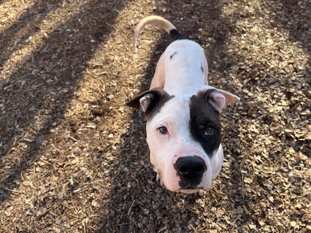 PUPS - Pit Bull Terrier available for adoption