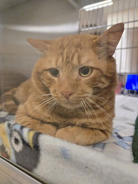 A216335 - Domestic Short Hair available for adoption