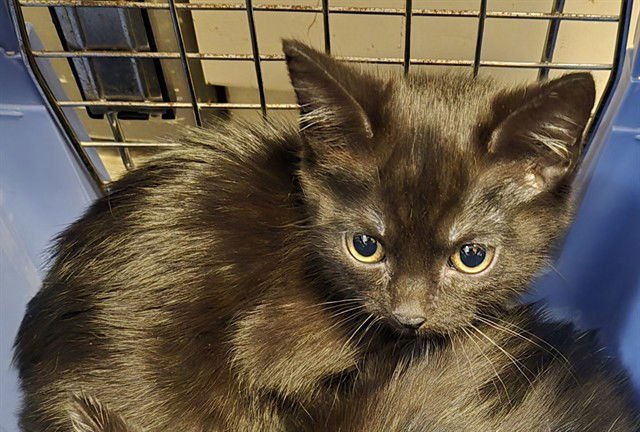 CUPCAKE - Domestic Short Hair available for adoption