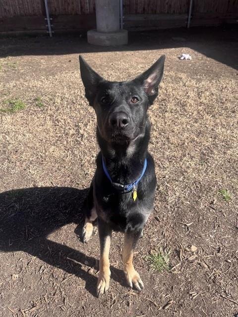 MAX - German Shepherd Dog available for adoption