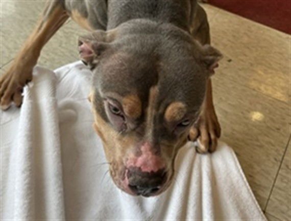 SUNDAY - Pit Bull Terrier available for adoption