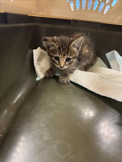 MINKA - Domestic Short Hair available for adoption