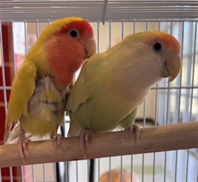 LEMONYSNICKET - Lovebird available for adoption