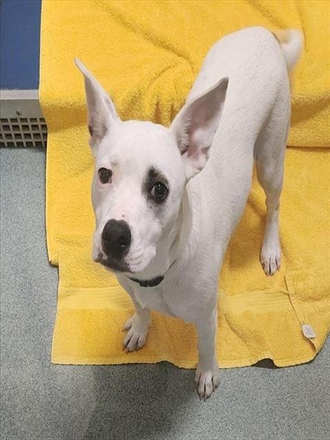 PATCH - Pit Bull Terrier available for adoption