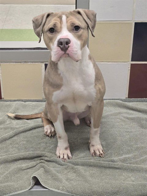 MAX - American Bulldog / Pit Bull Terrier available for adoption