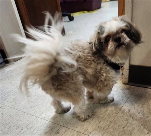 SHERMAN - Shih Tzu available for adoption