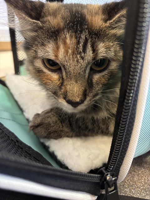 HONEE - Domestic Short Hair for adoption in Frisco