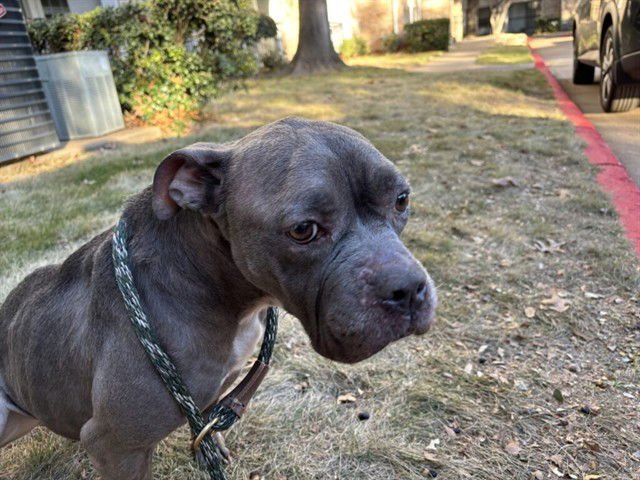 NINA - Pit Bull Terrier available for adoption