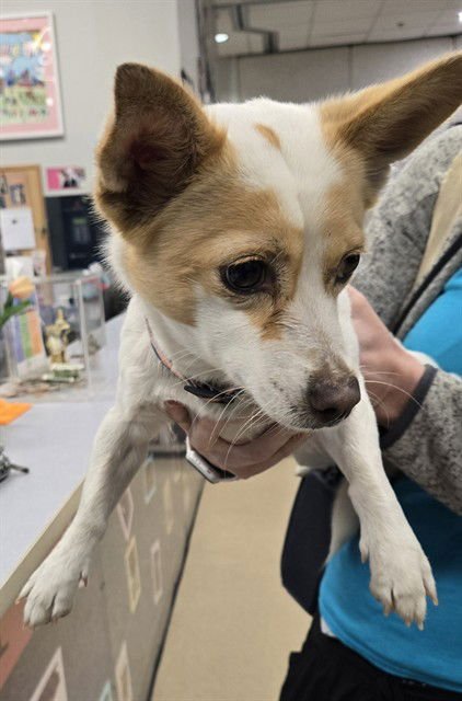 CARAMEL - Chihuahua available for adoption