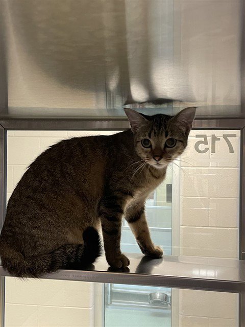 BUFFY - Domestic Short Hair available for adoption