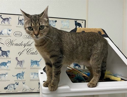 BUFFY - Domestic Short Hair available for adoption