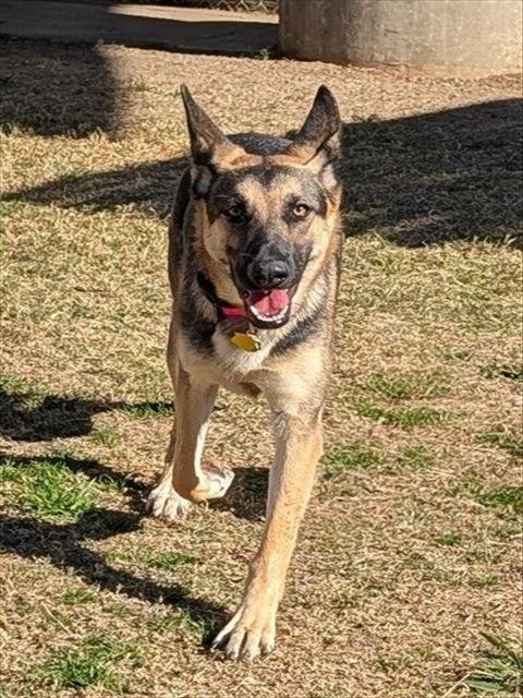 KUCHEN - German Shepherd Dog available for adoption