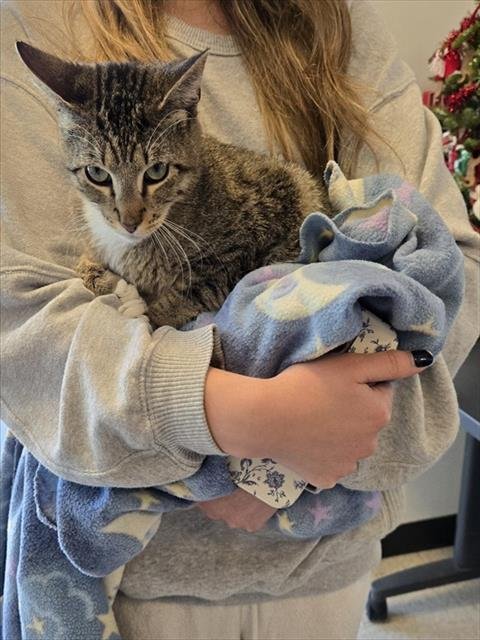 WALLY - Domestic Short Hair available for adoption