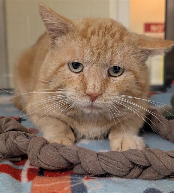 GOLEM - Domestic Short Hair available for adoption