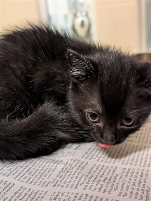 SPOON - Domestic Short Hair available for adoption