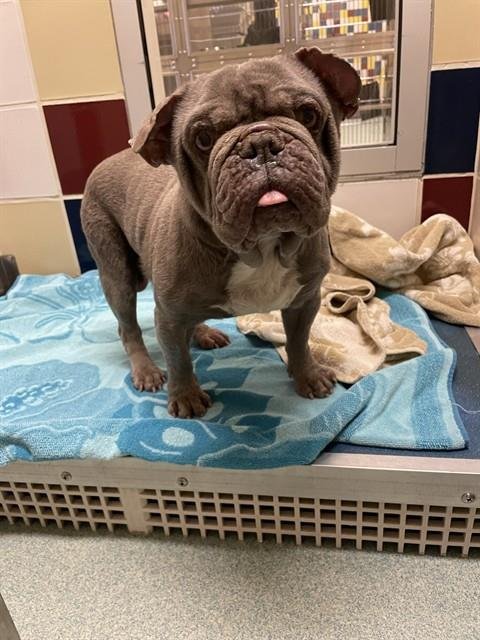 DREW - French Bulldog / English Bulldog available for adoption