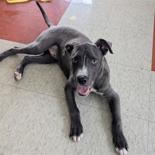 SWAYZE - Pit Bull Terrier available for adoption