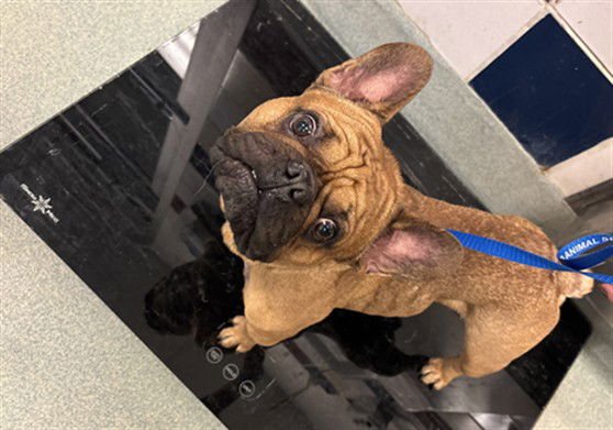 BOOMER - French Bulldog available for adoption