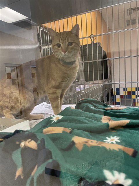 PETE - Domestic Short Hair available for adoption