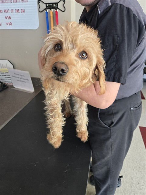 A215850 - Poodle (Miniature) available for adoption