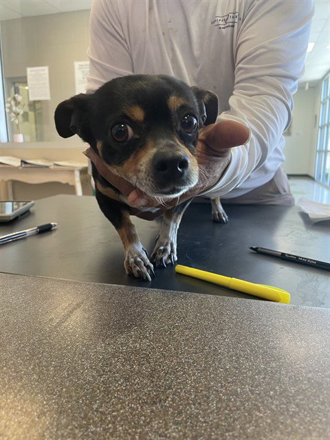 BEBE - Chihuahua available for adoption