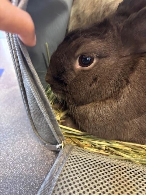 MOCHA - Shorthaired Rabbit available for adoption