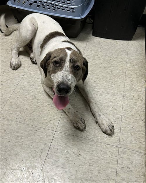 FRECKLES - Catahoula Leopard Dog available for adoption
