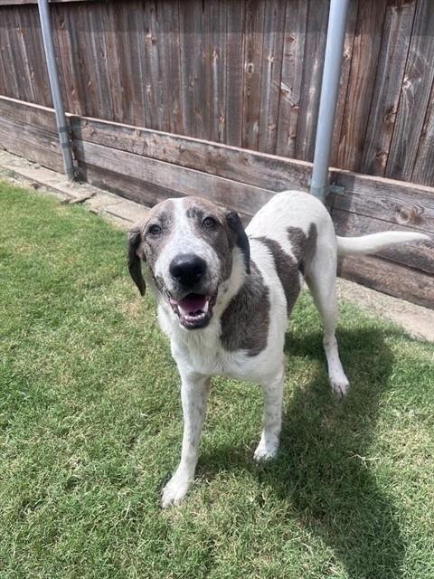 FRECKLES - Catahoula Leopard Dog available for adoption