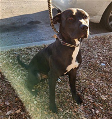 A215785 - Pit Bull Terrier available for adoption