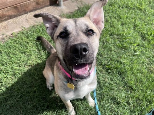AUTUMN - German Shepherd Dog available for adoption