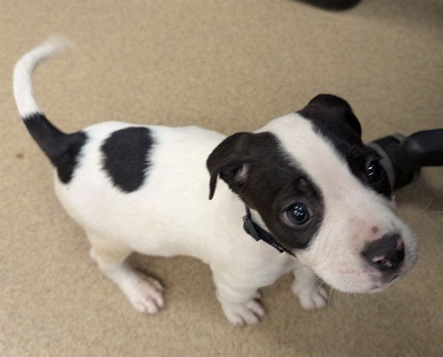 ROADIE - Pit Bull Terrier available for adoption