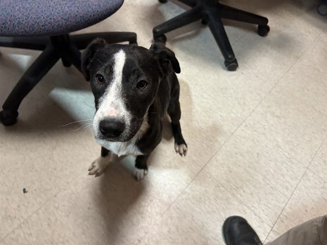 MAIZY - Border Collie available for adoption