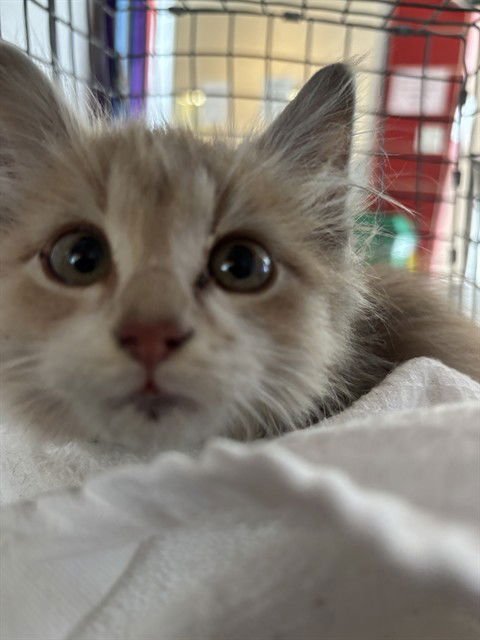 SONATA - Domestic Long Hair available for adoption