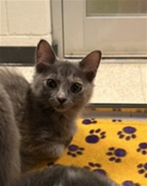 ÃCLAIR - Domestic Long Hair available for adoption